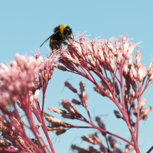 The Uses and Benefits of Boneset